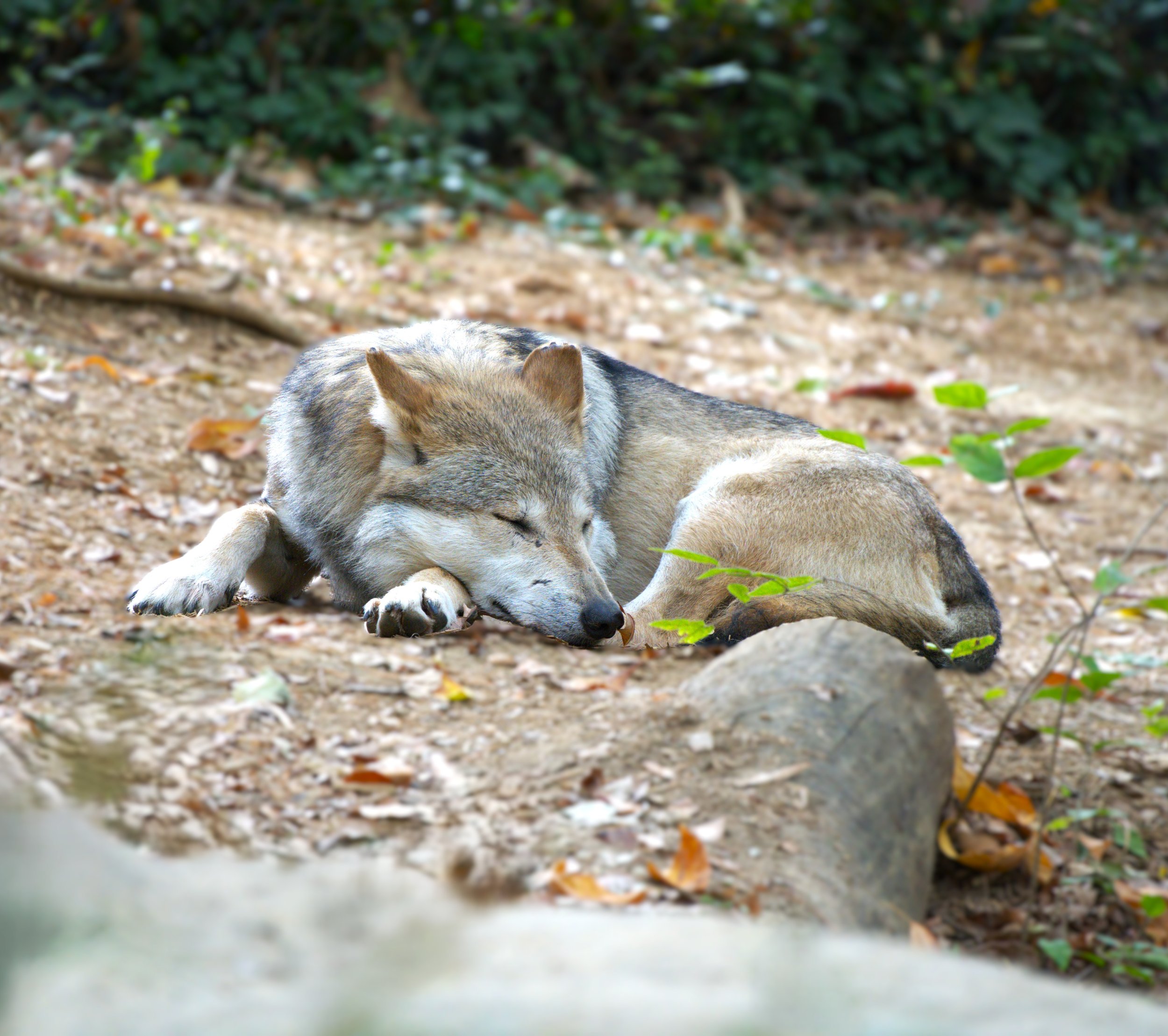 Wolf off the North