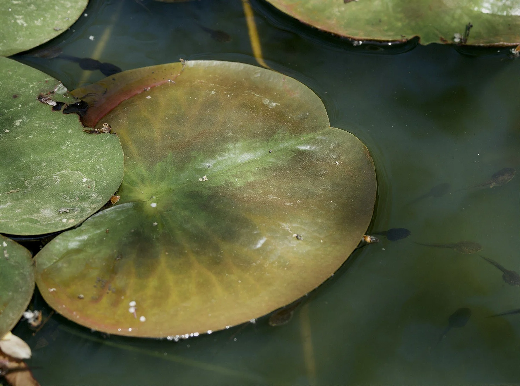Beneath the Lilly Pad