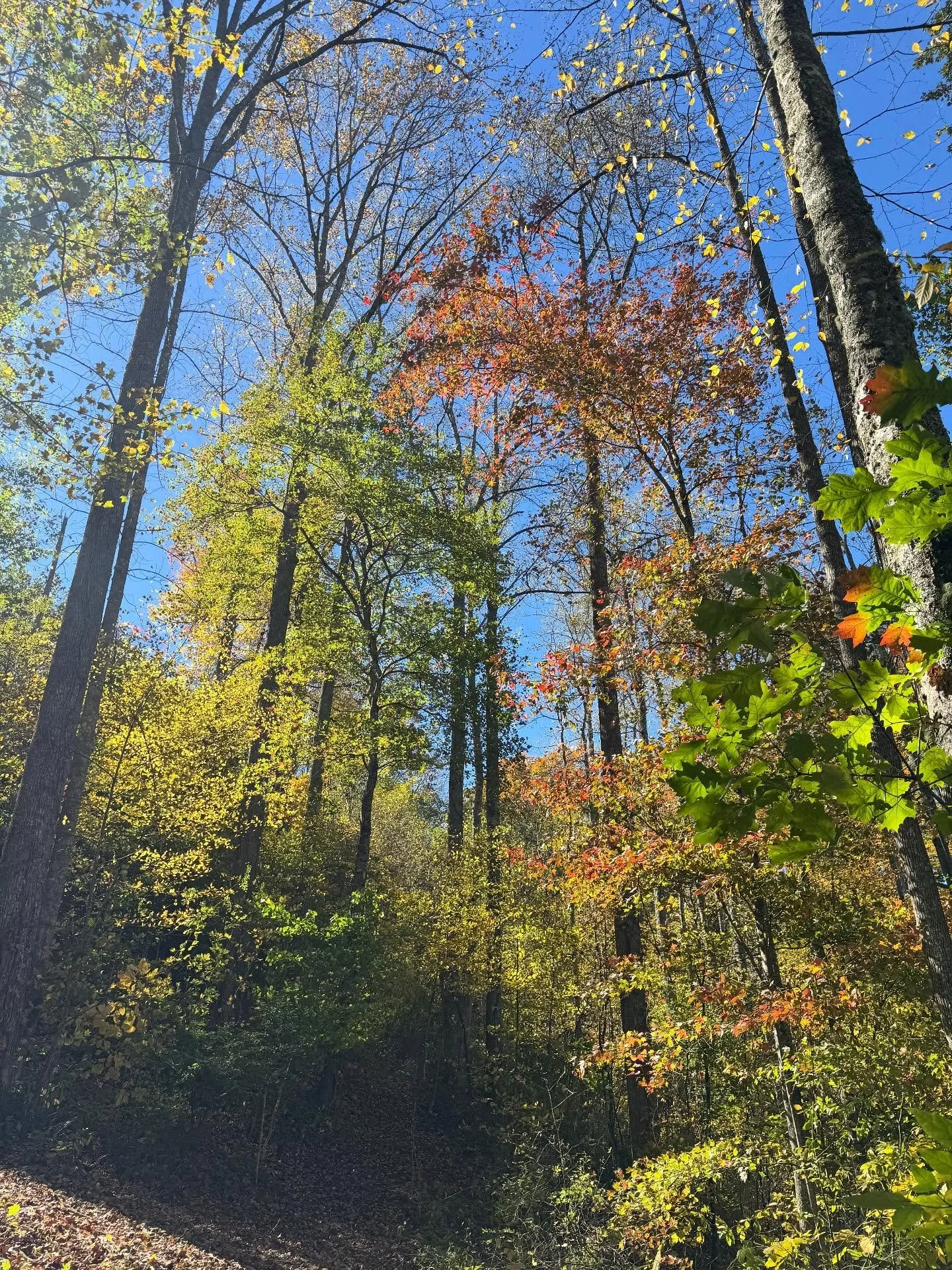 Autumn colors from a walk around the inn today