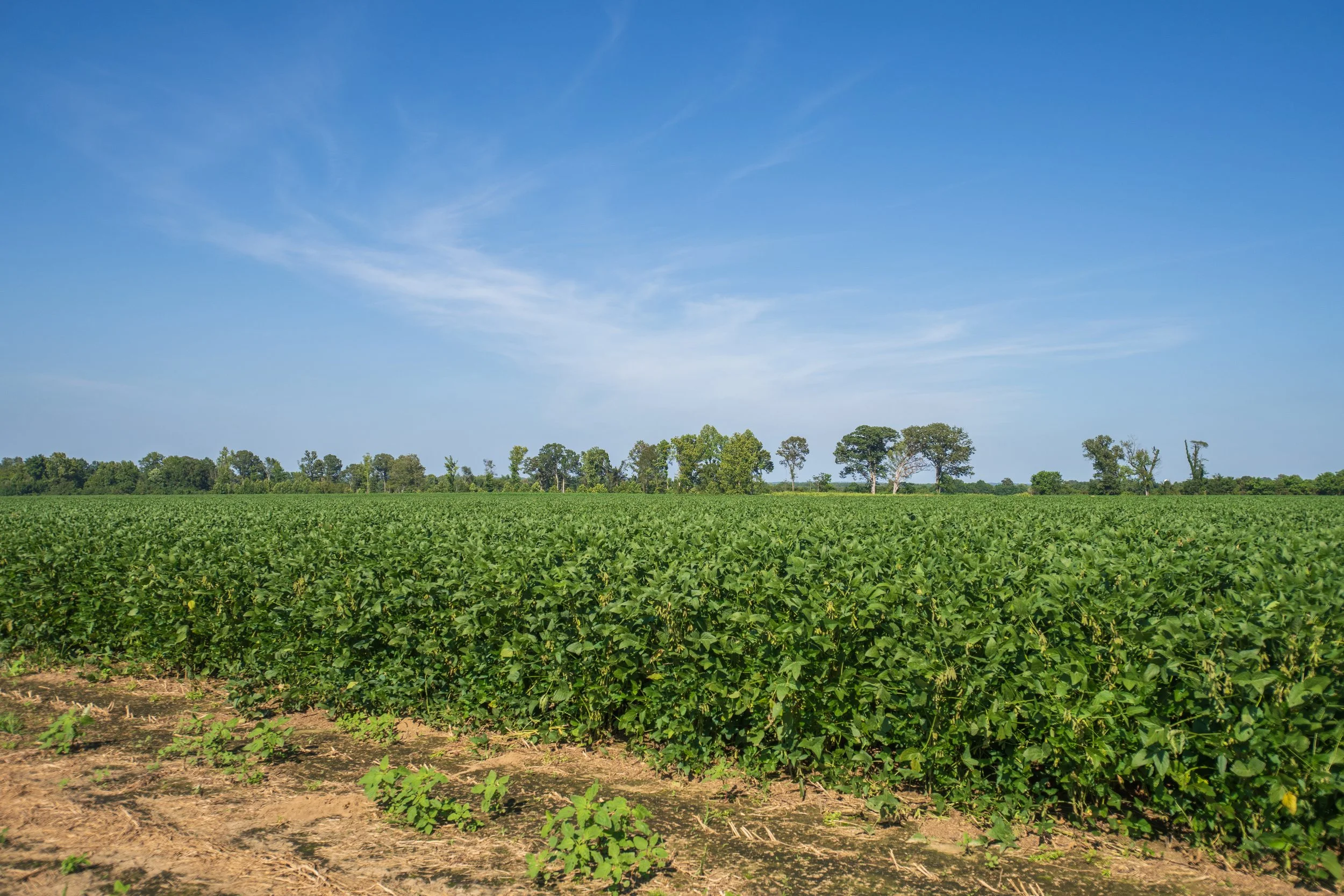 Tennessee Soybean Association Commends Supreme Court Roundup Ruling