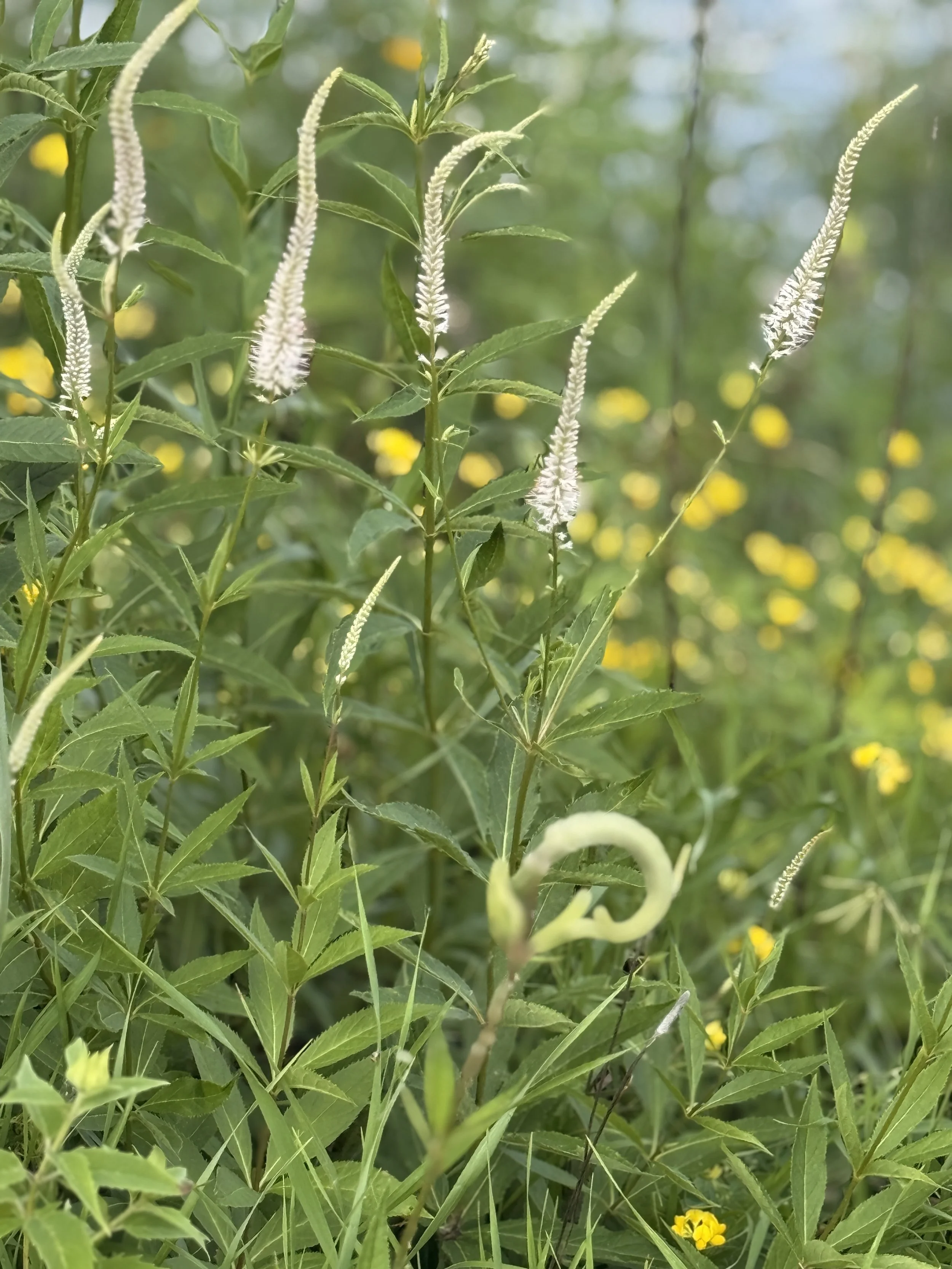 Close-up of green plants with white elongated flower spikes, surrounded by yellow small flowers in the background.
