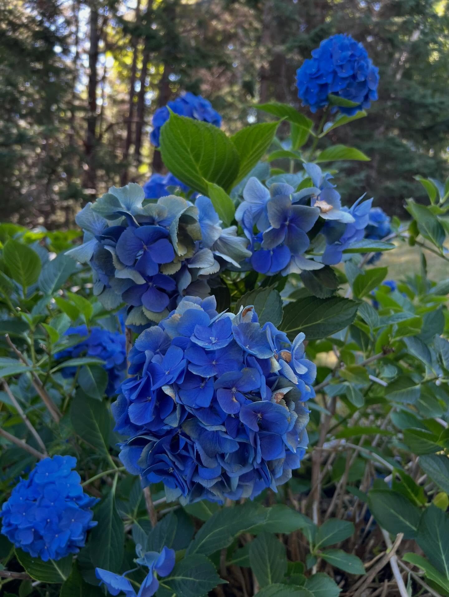 🦞 Maine Inspiration 🦞

Last September, my partner Grant and I took a Labor Day roadtrip up the coast of Maine and we&rsquo;re still talking about it almost daily. My mind was so blown at the natural beauty and immaculate vibes around every corner!
