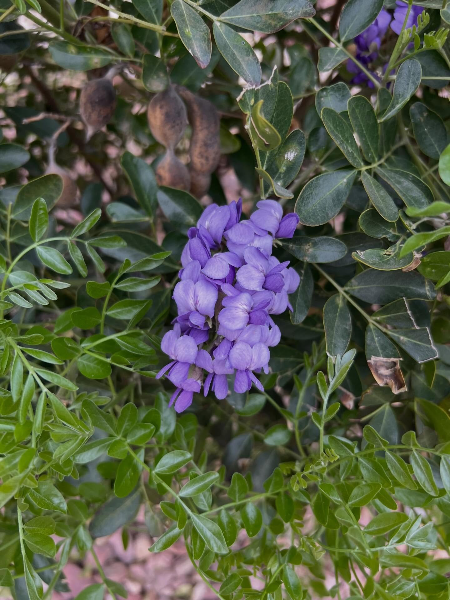 Life lately. ✨ I saw the first blooms of Texas Mountain Laurel yesterday and it made me so happy! They smell amazing. 🤩 It&rsquo;s definitely feeling like spring around here. 🌼🐝

I&rsquo;ve been working on a new painting collection where I&rsquo;m