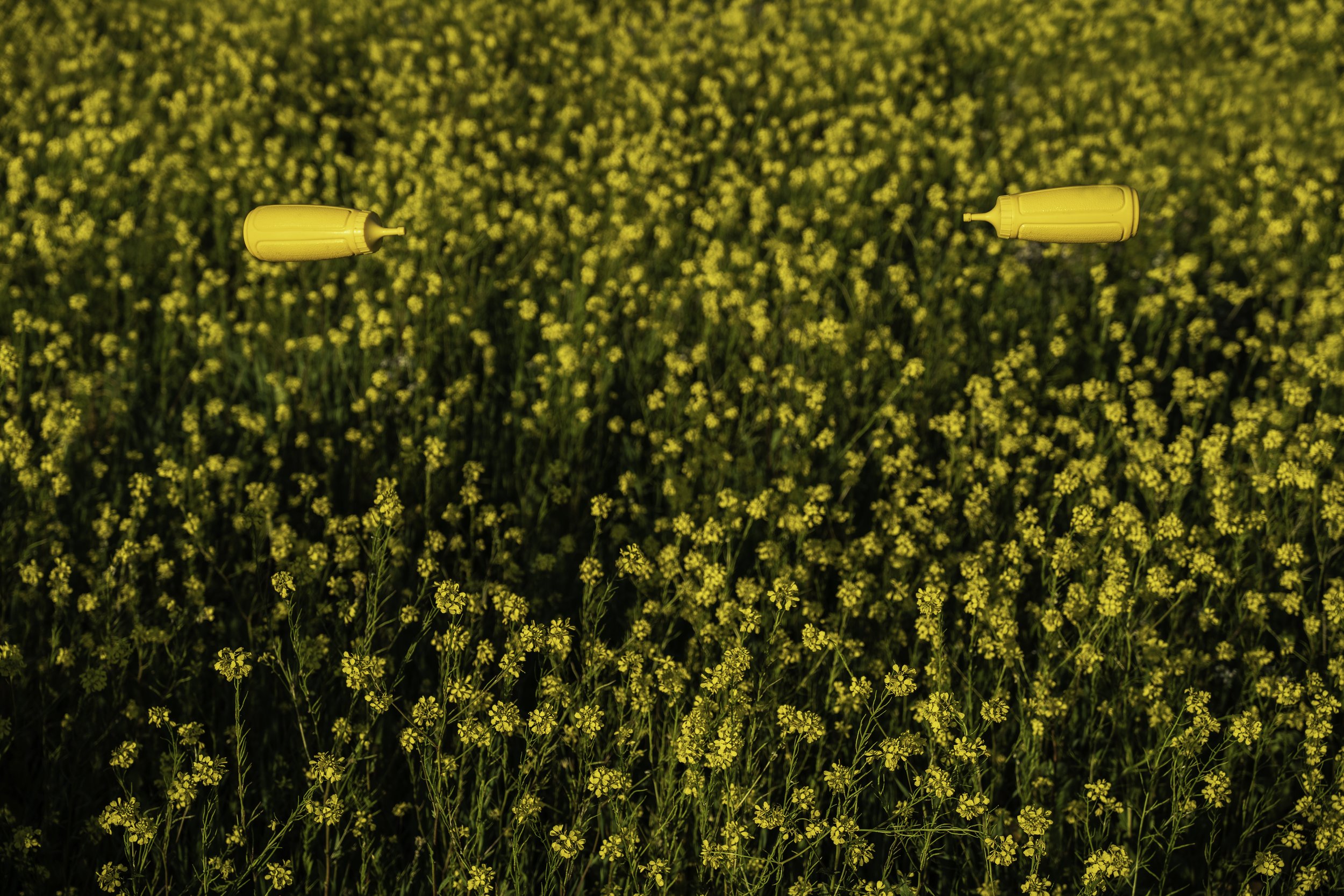 Mustard 1.jpeg