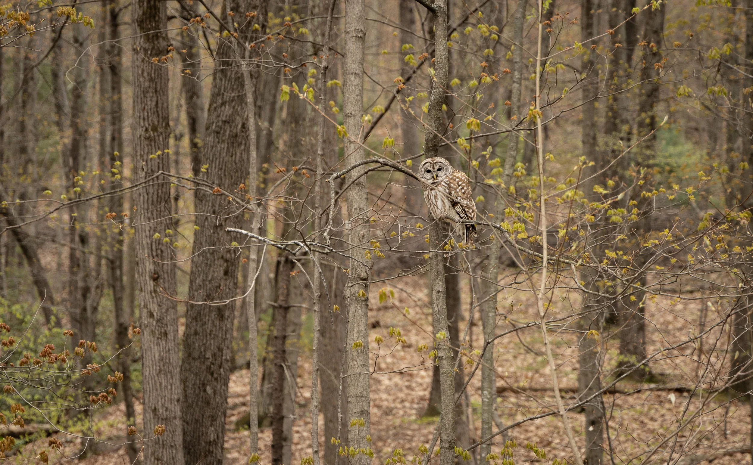 Barred Owl