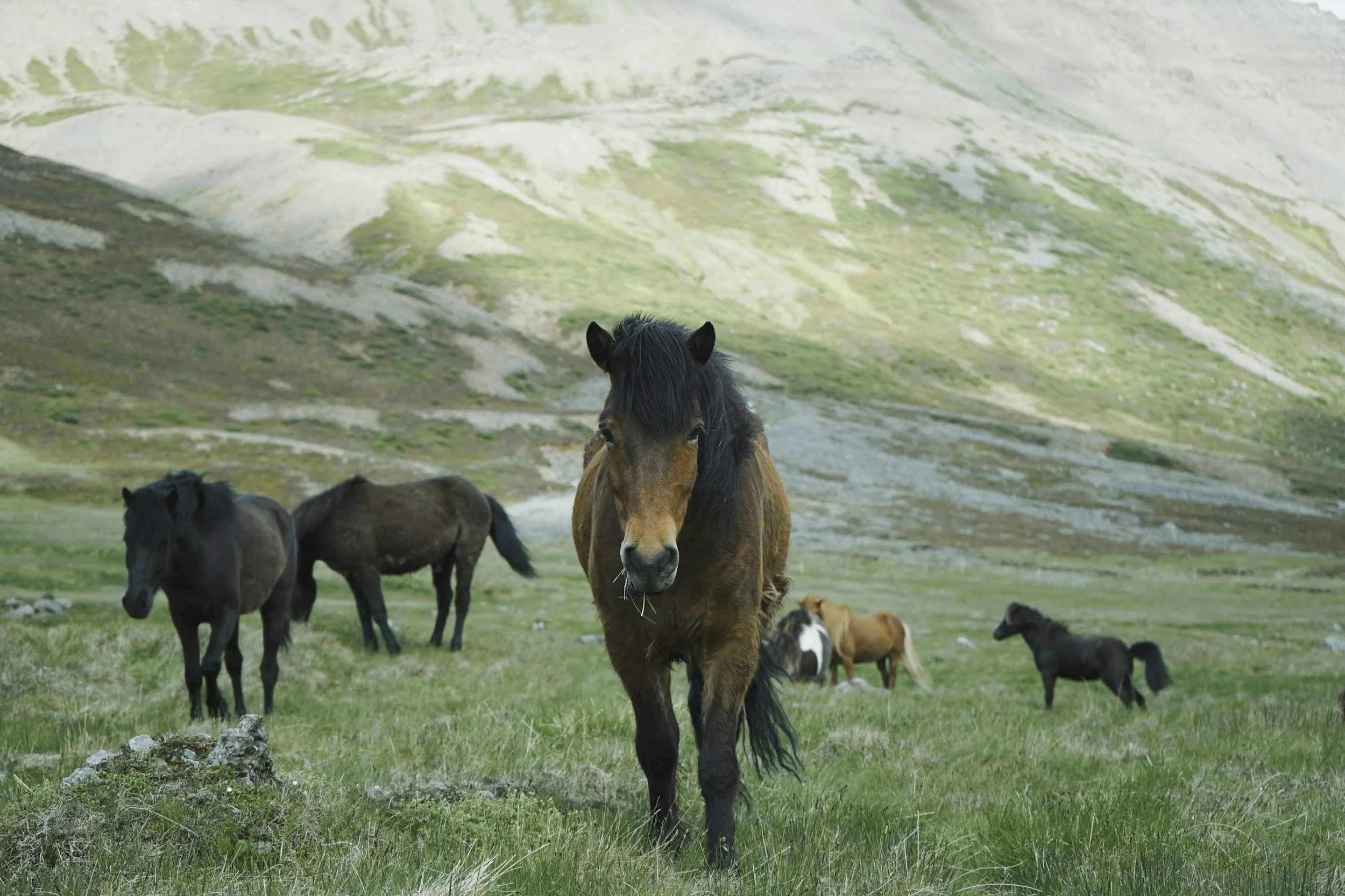 The Wild Horse's Bargain: The Evolution of the Social Contract between Employers and Employees