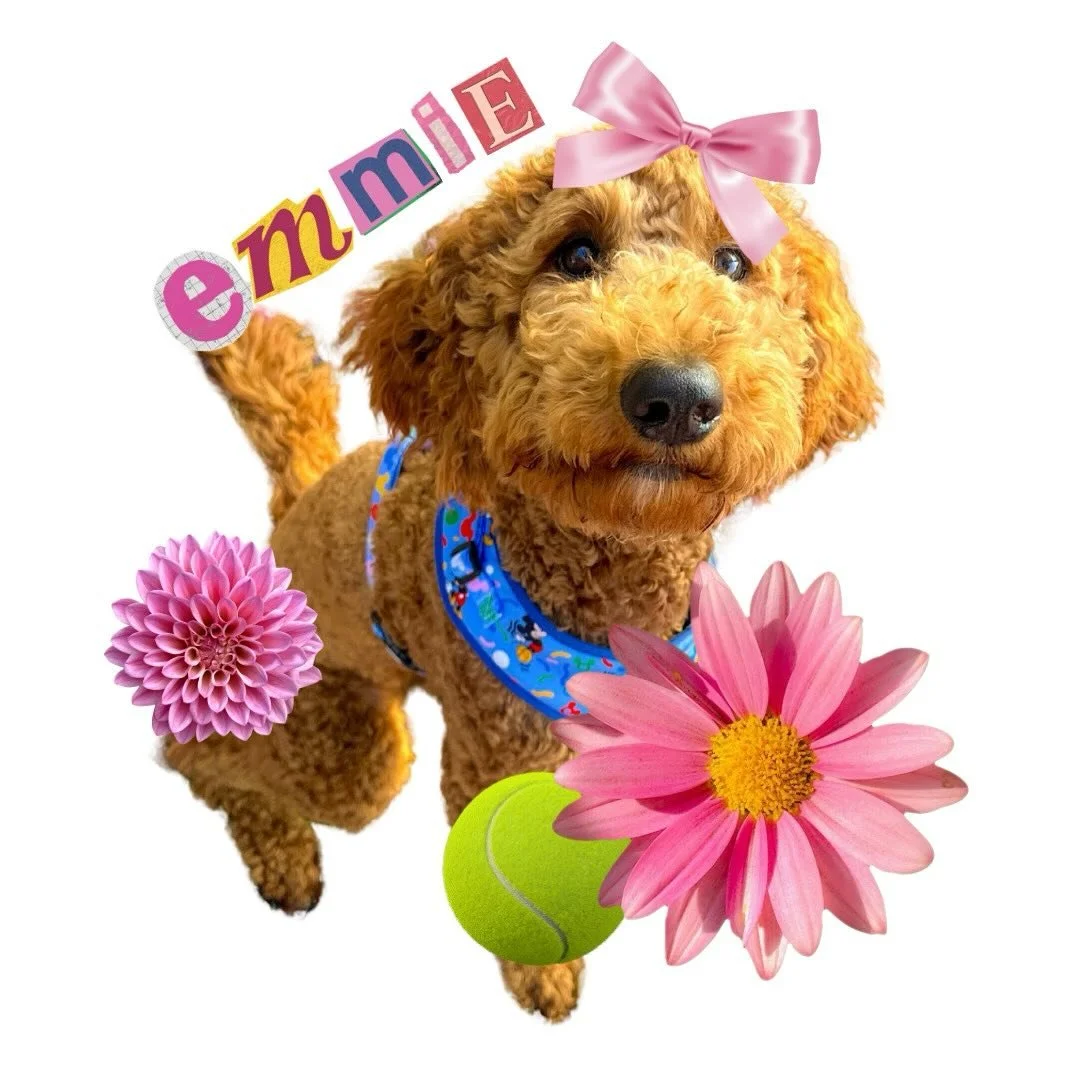 It&rsquo;s #NationalRescueDogDay! I&rsquo;ll take any excuse to post Emmie!!!! 🤗🎀🎾