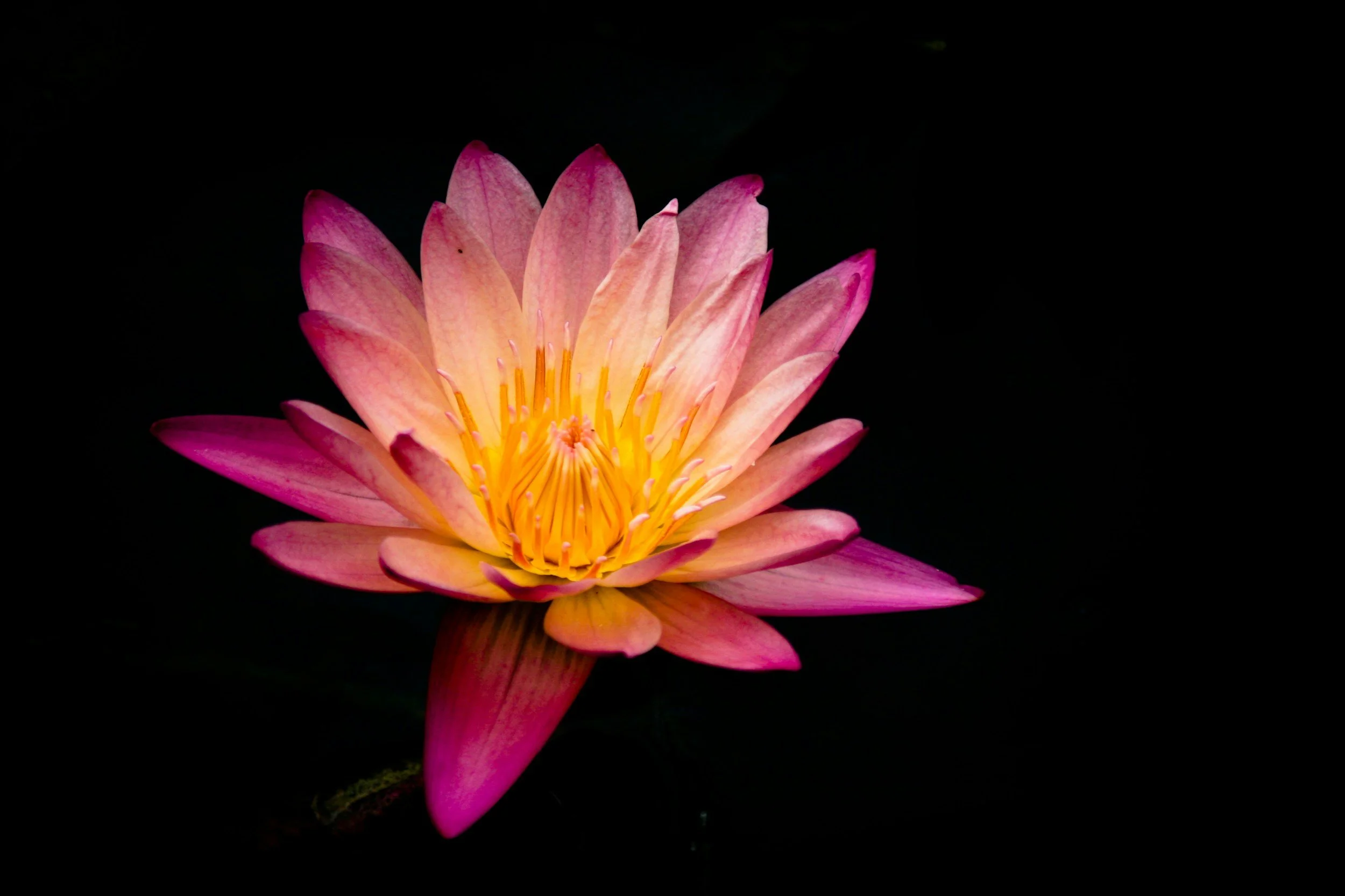 Pink water lily with yellow center on black background.