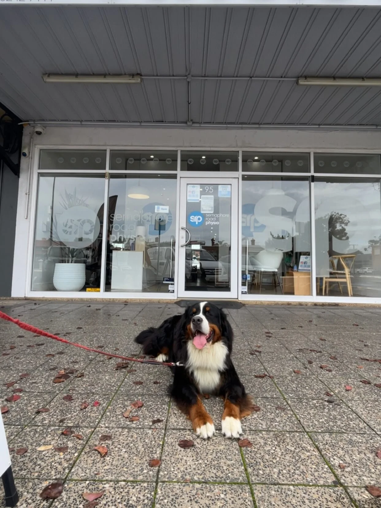 A surprise visit from our new clinic mascots today 🐶💙

Pippa and Barney for employees of the month? We think yes 🙌 

#physio #semaphoreroadphysio #puppylove #pilatessemaphore #physiotherapy