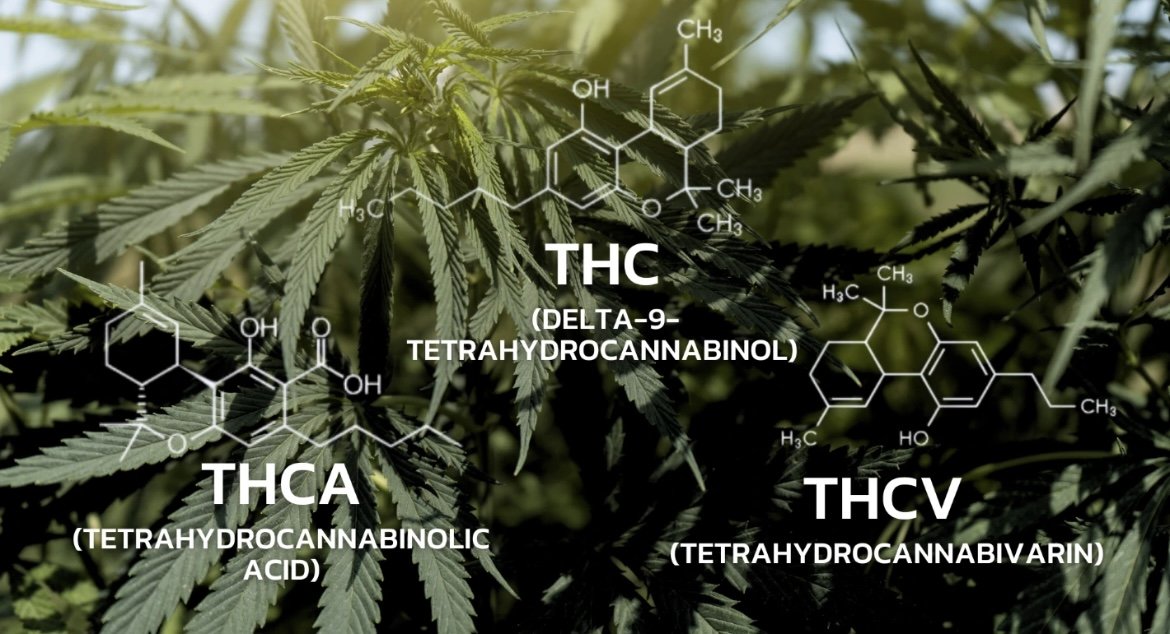 THCA THCV THC