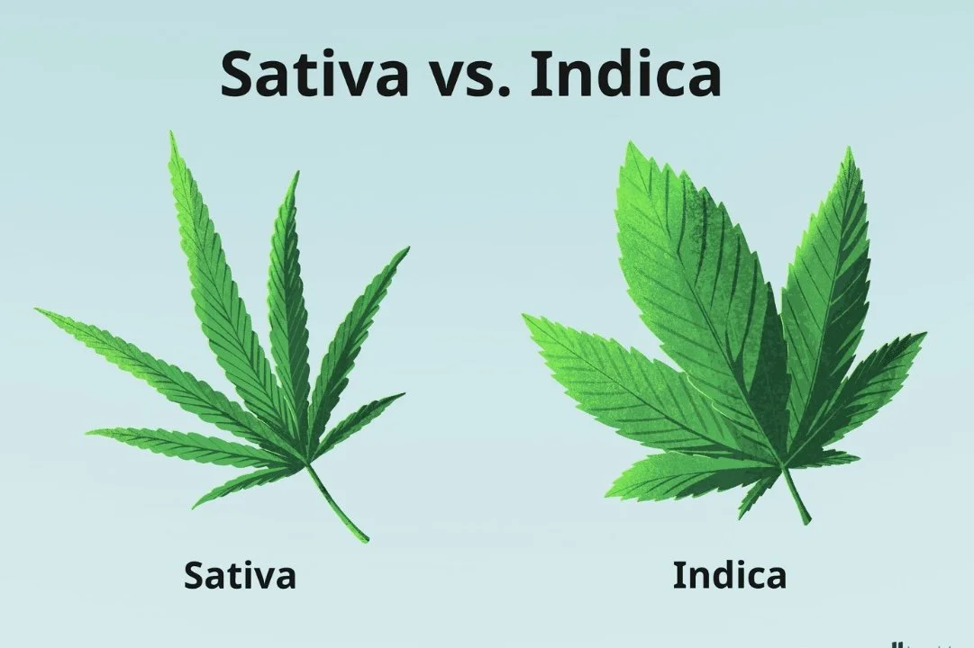 Sativa vs Indica