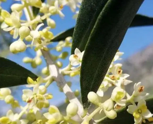 Olive  - see Rejuvenate