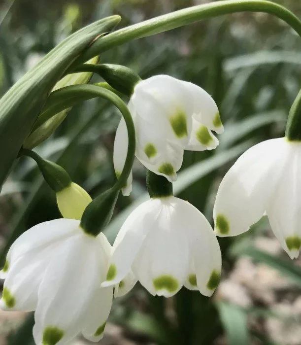 Snowflake Leucojum   GOING INWARDS