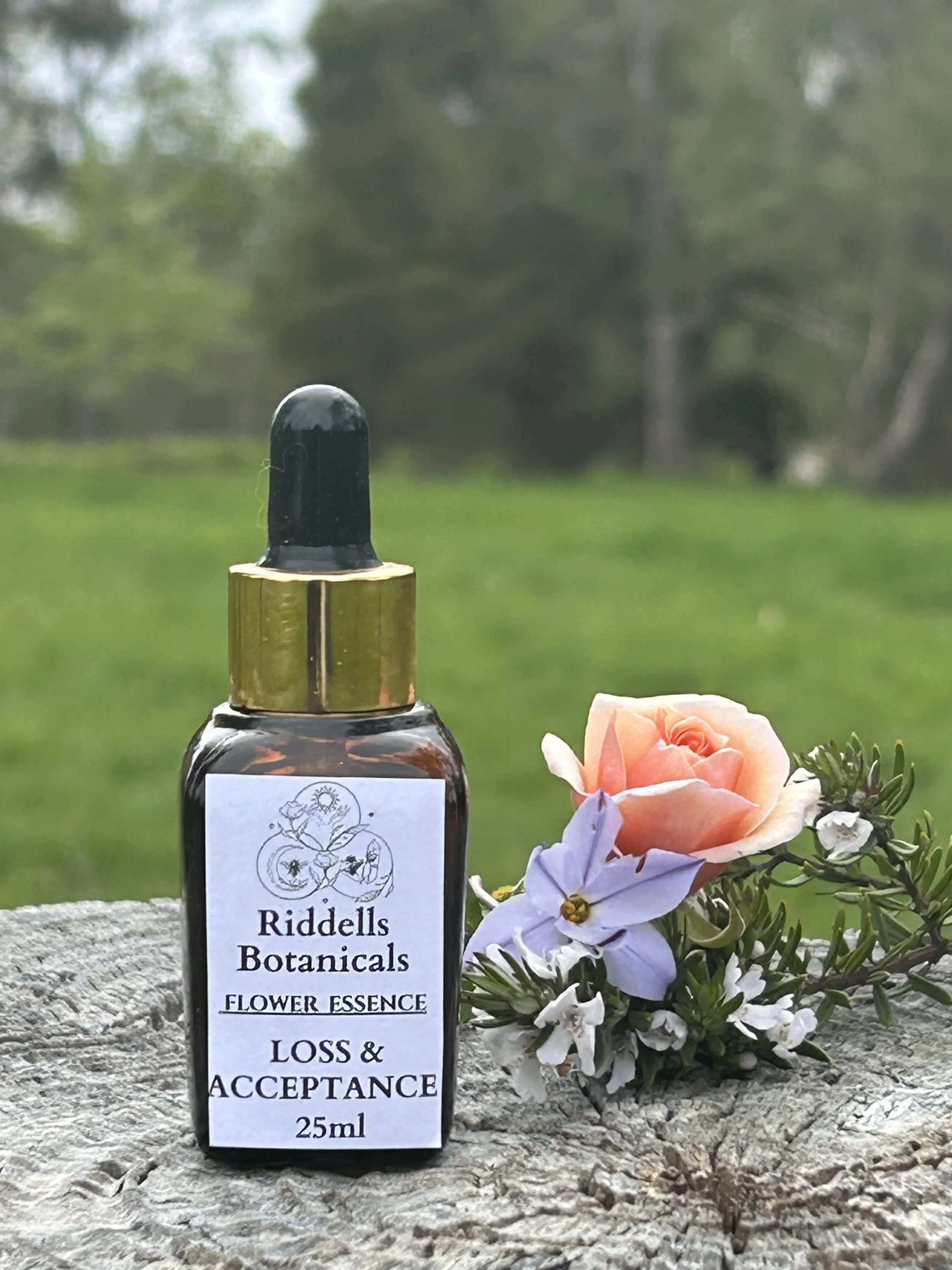 Loss and Acceptance  SHIFTING THROUGH GRIEF