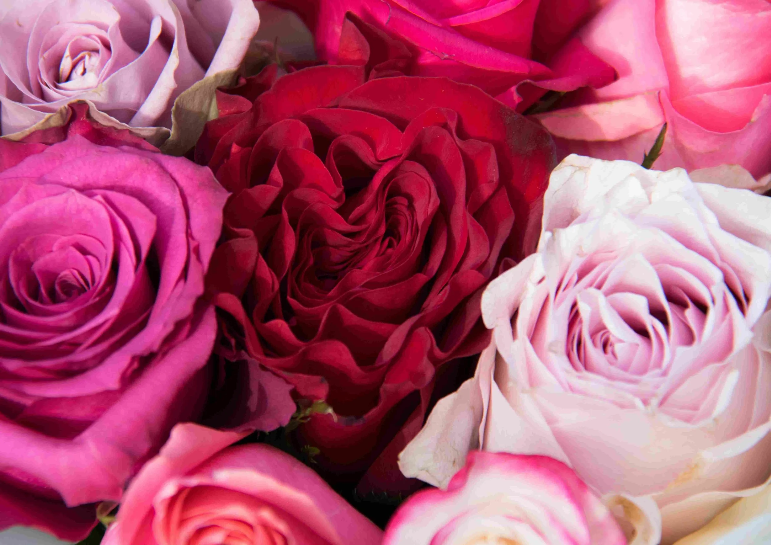 Roses for a compassionate Heart – FORGIVENESS, FREEDOM & TRUST