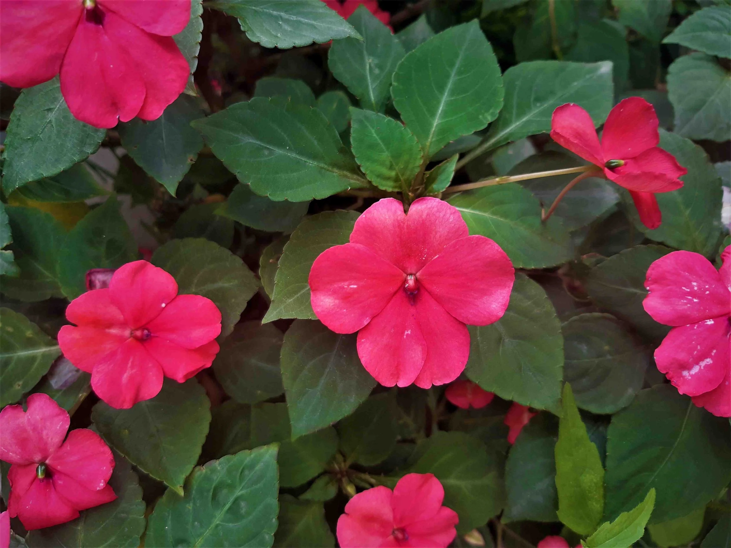 Impatiens         PATIENCE
