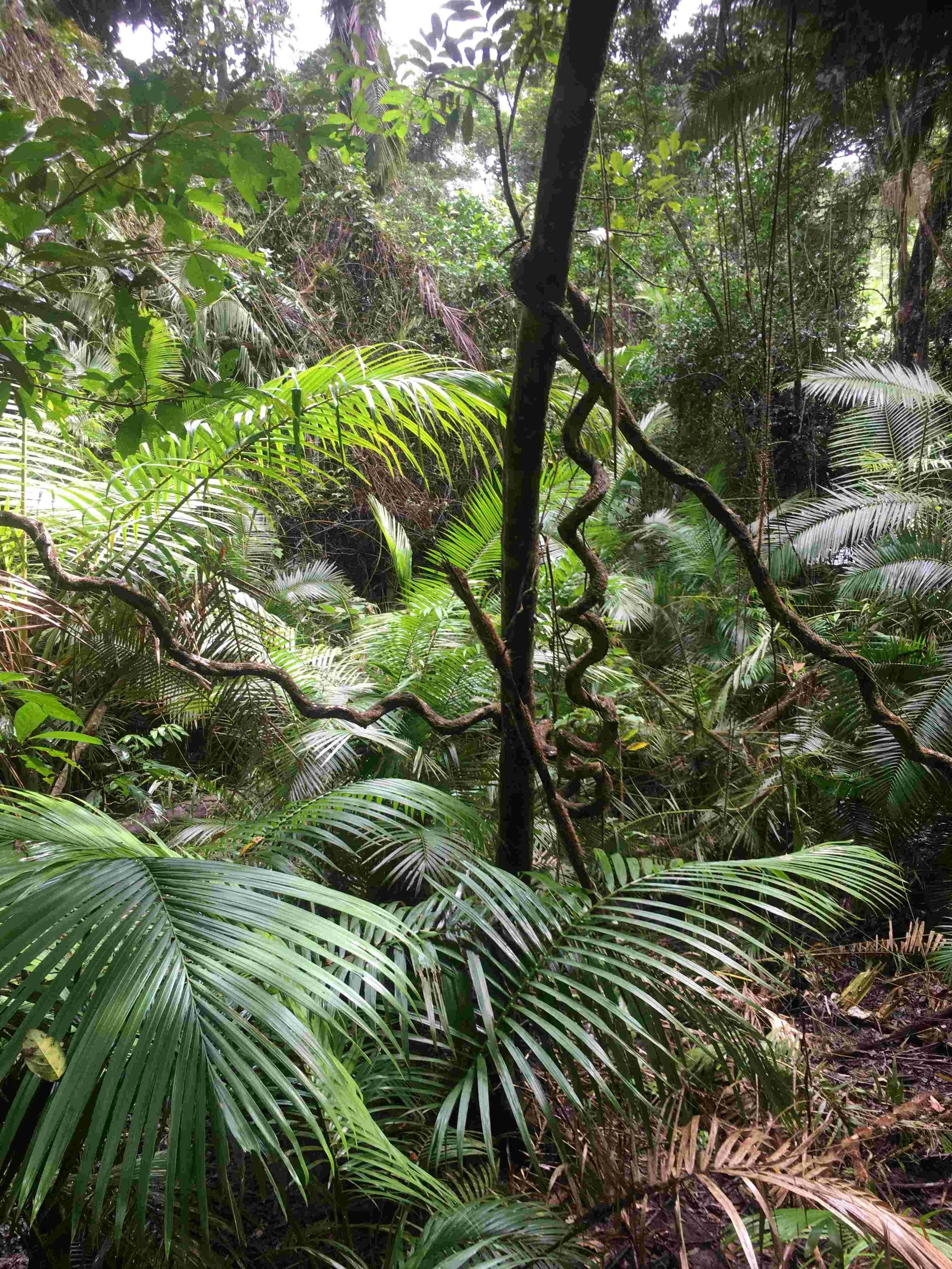 ‘Thus spoke the Plant’