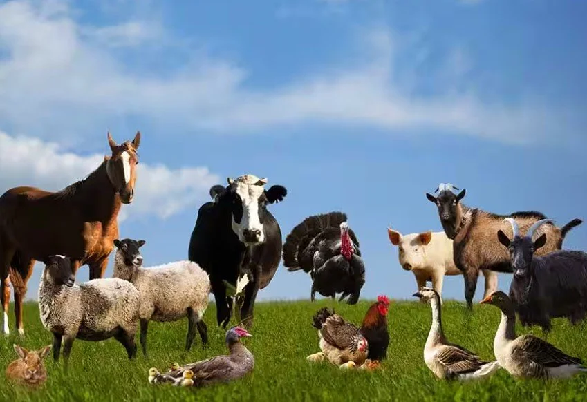 All about Animal Essences 