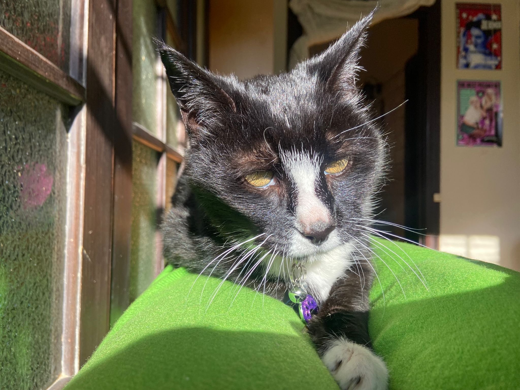 mishi just moved.jpg