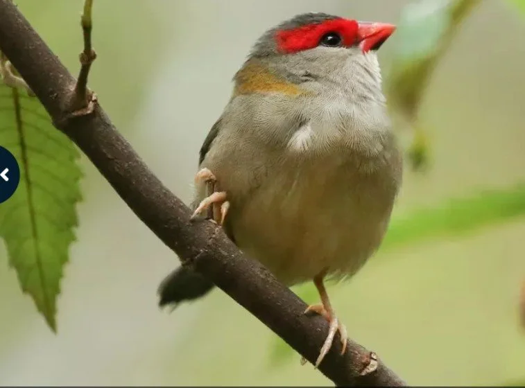 Land for Wildlife at home.  Our sustainability plan.