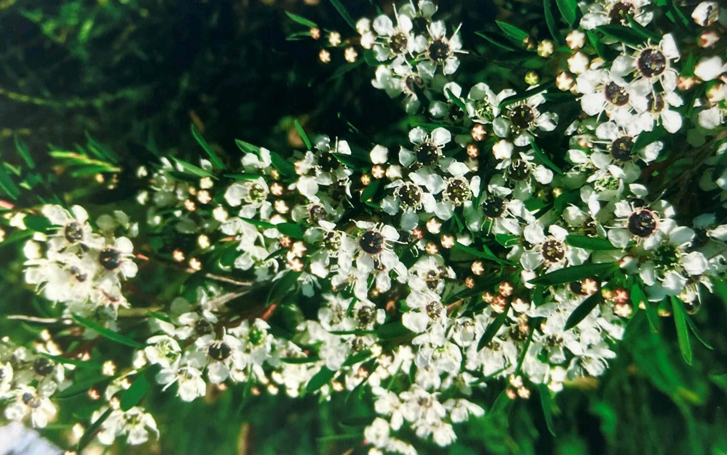 Geralton Wax   STRENGTH, PURE THOUGHTS