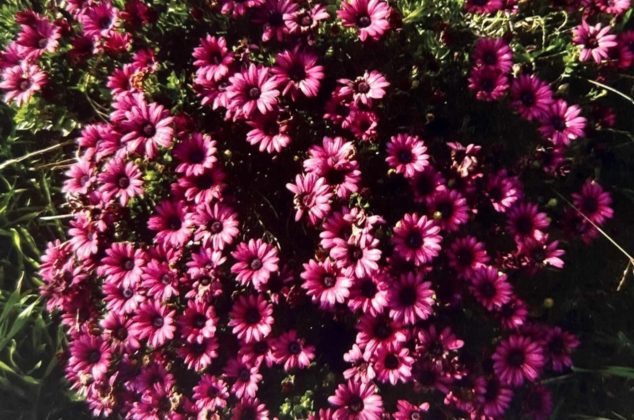 Daisy – Violet  SPIRITUALITY