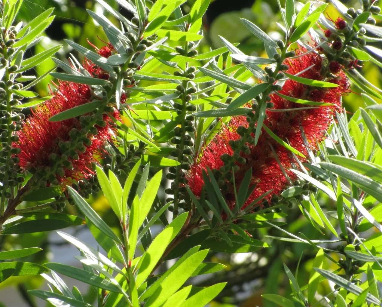 Callistemon  (Bottlebrush)   CLEARING OUT, CLARITY