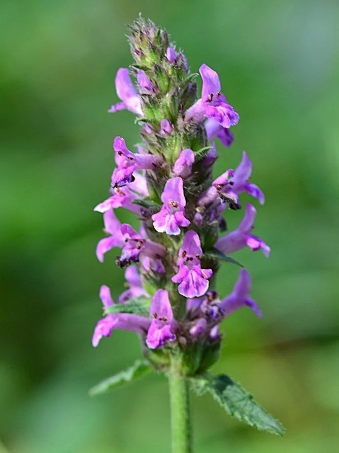 Loving Kindness  RECUPERATE, RE-ENERGISE, TRANQUIL SPACE