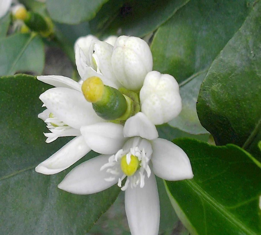 Lime   CLEANSING, CALMING, REASURRING