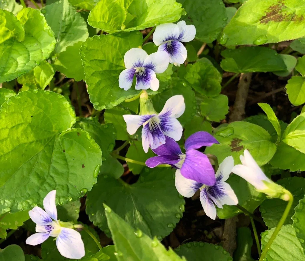 Violet   SELF ACCEPTANCE, NOURISH