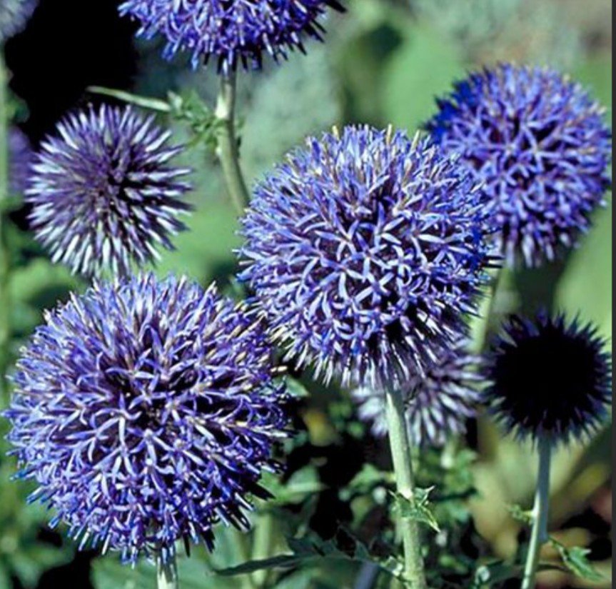 Globe Thistle   BOUNDARIES, STRENGTH, PATIENCE