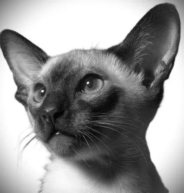 CATS - Guilt or rejected, abuse or fear