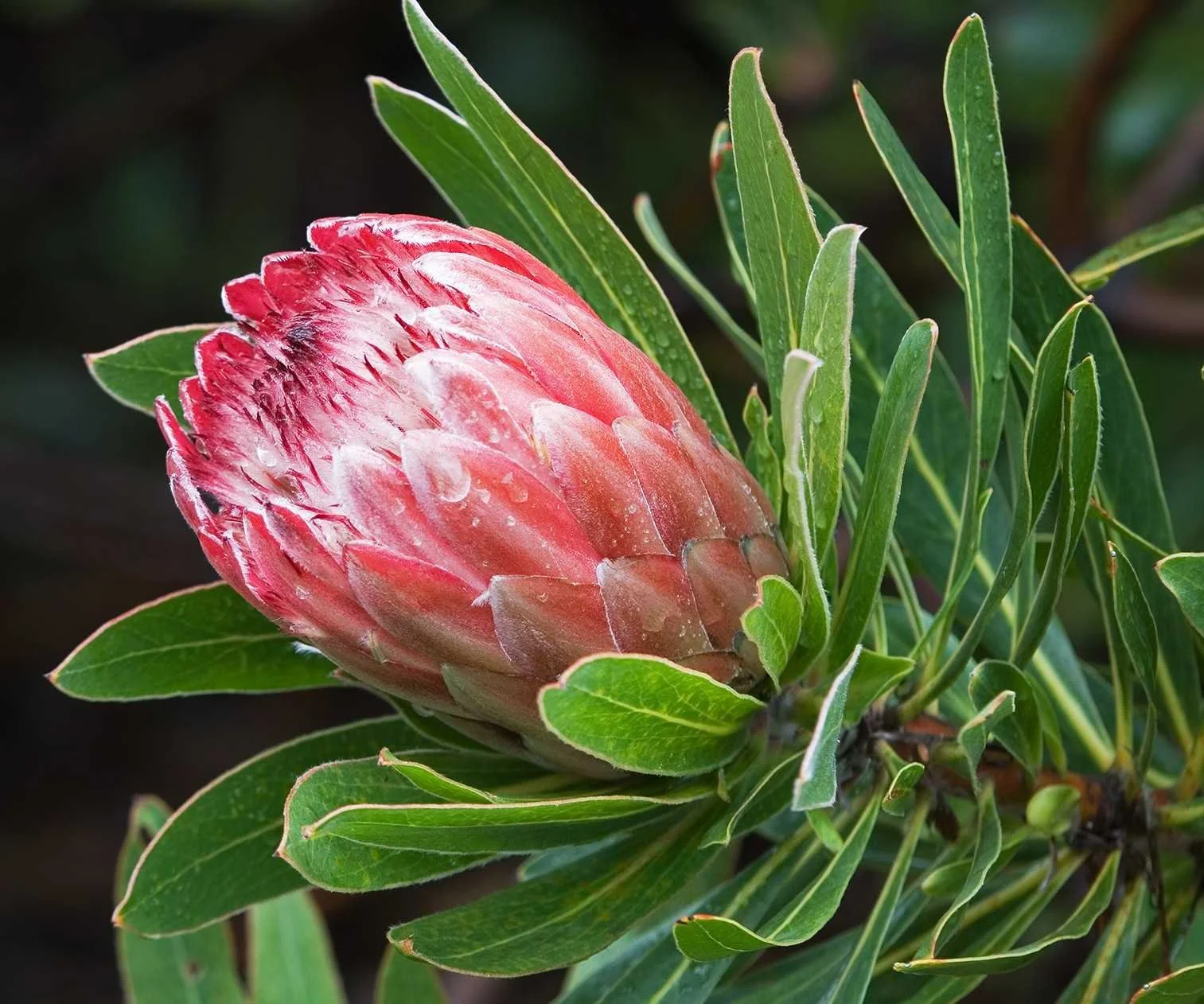 Protea (Pink Ice)  FULL AWARENESS, YOUR TRUTH