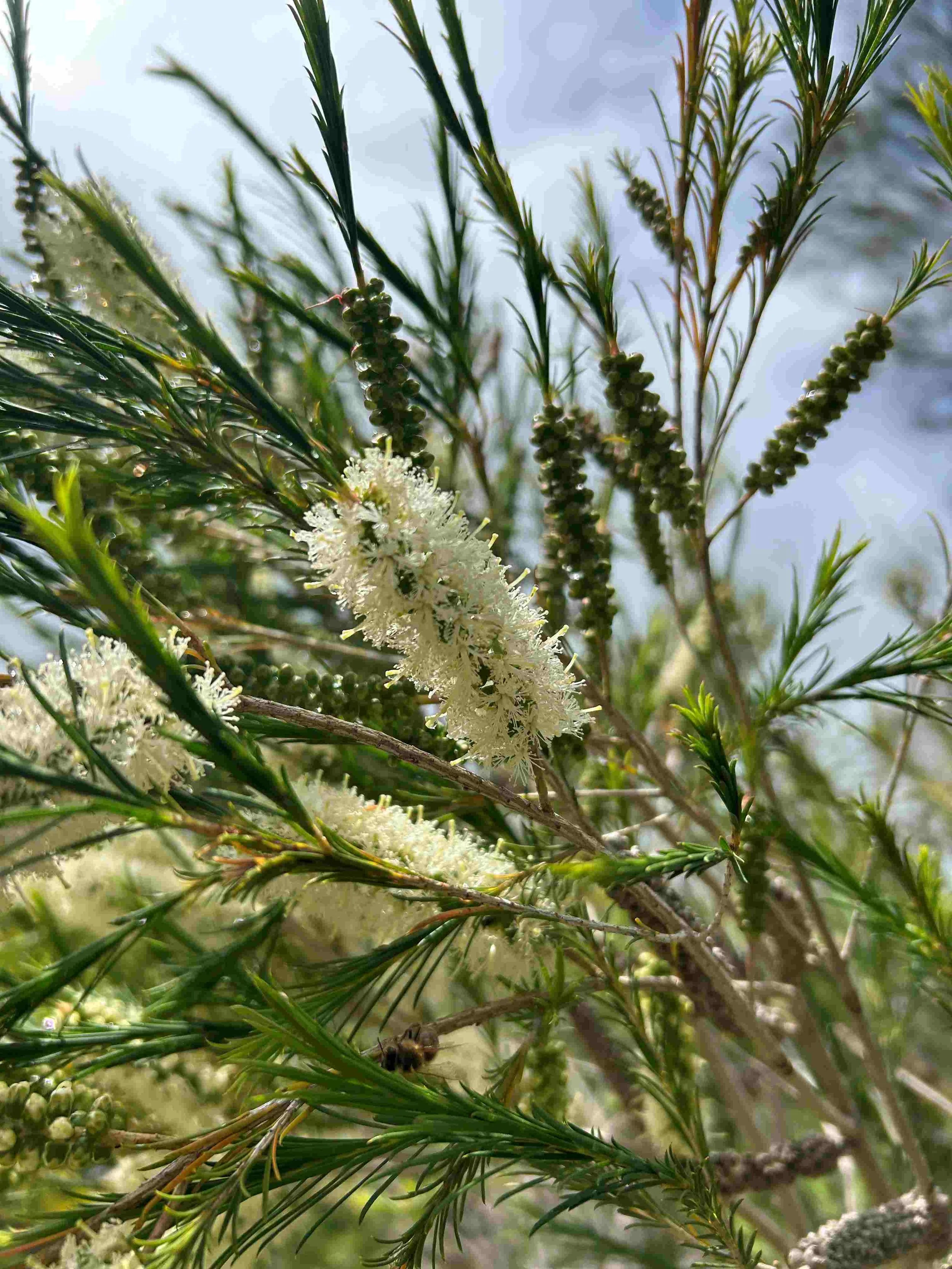 Maleluca Ericafolia    TAKE ACTION, CLEARING, ACTIVATING