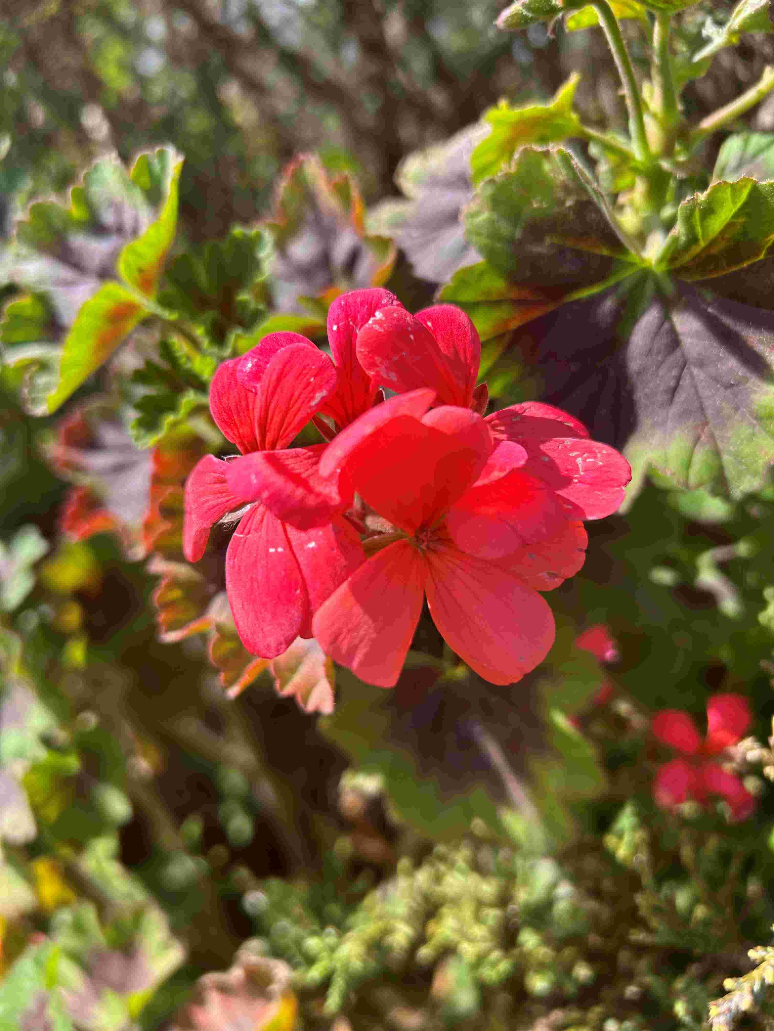 Geranium   STABILITY/CLEANSING