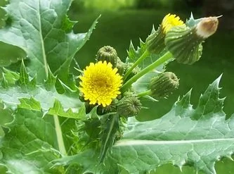 Sow Thistle  REMOVAL OLD HABITS