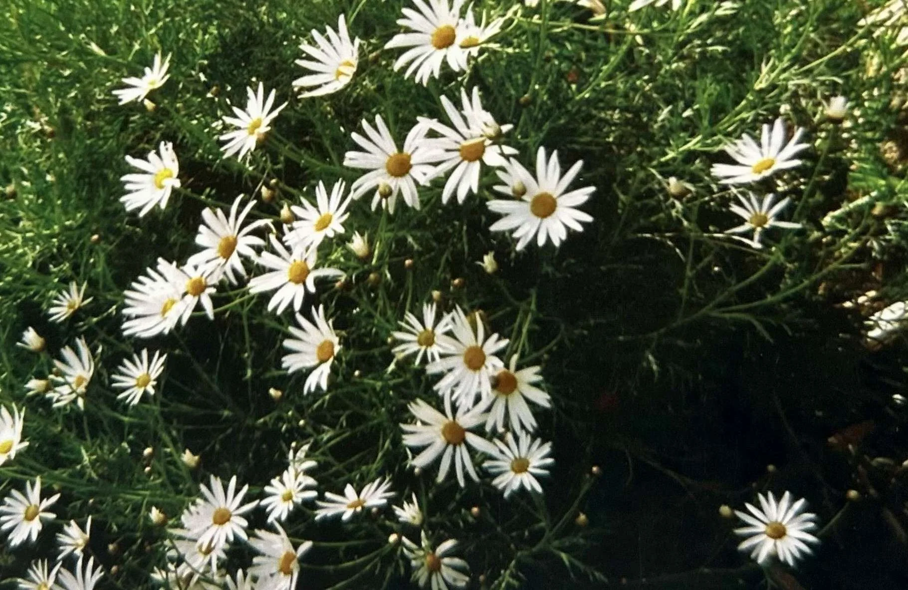Daisy – White  CLARITY, FOCUS        