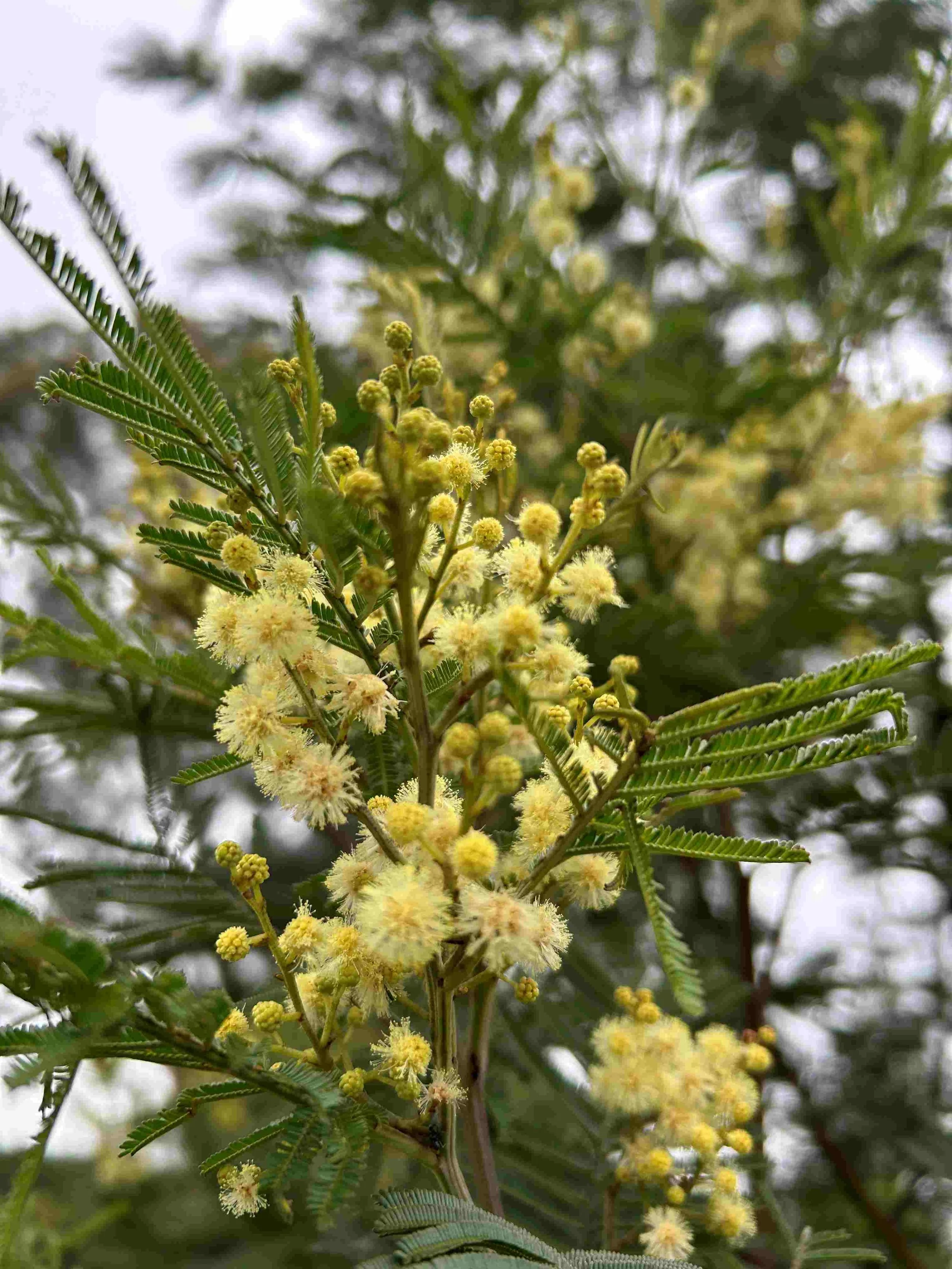 Acacia Blackwood   AWARENESS, METICULOUS,  LEAP OF FAITH