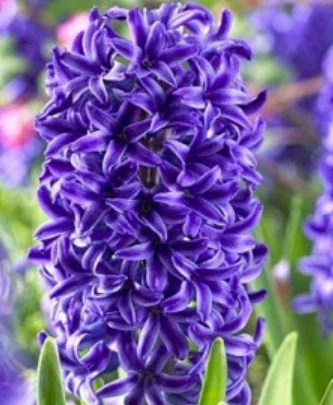 Hyacinth  SOUL REMEBERANCE,  RESURRECTION, RECENTERING