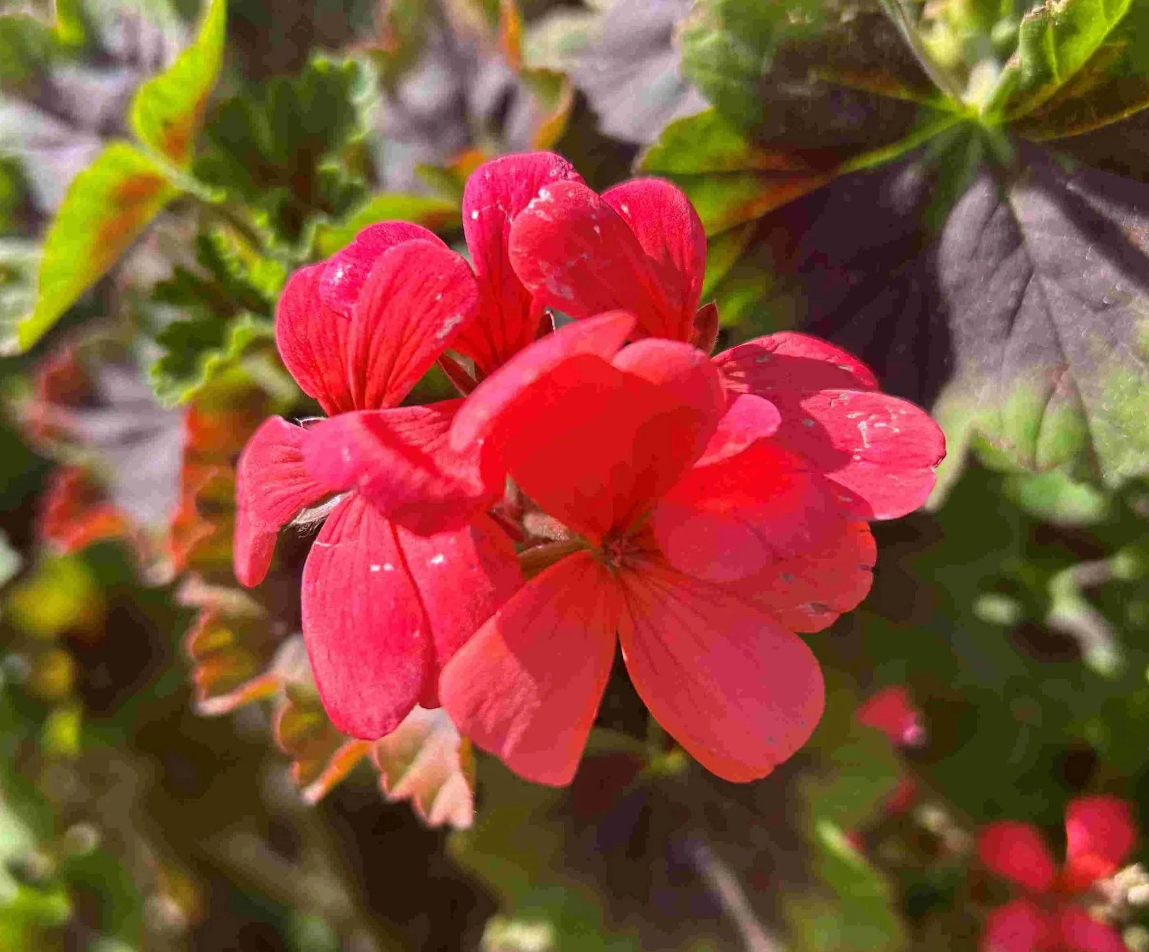 GERANIUM.jpg