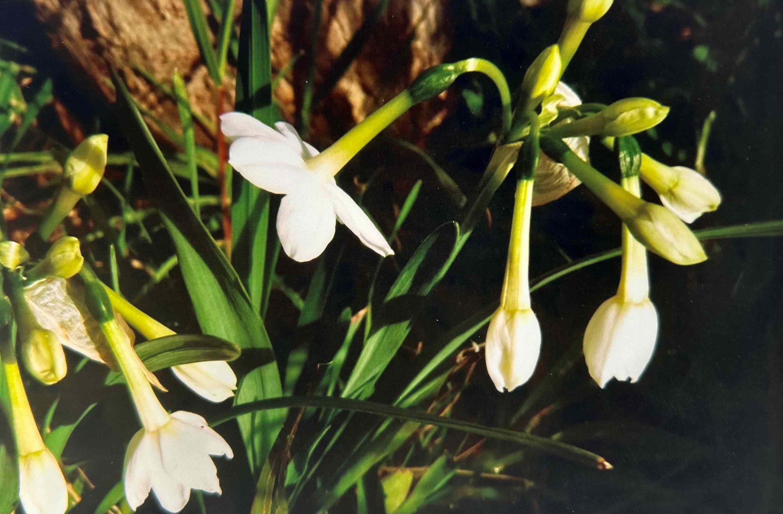 Freesia  HOPE AND JOY