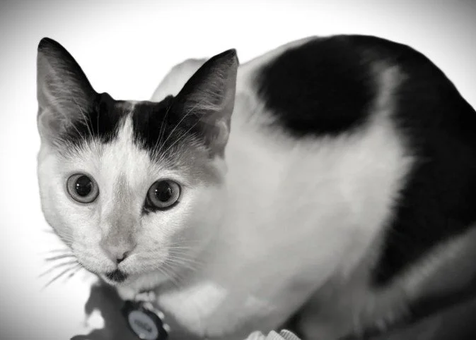 CATS - Neutered/Spayed