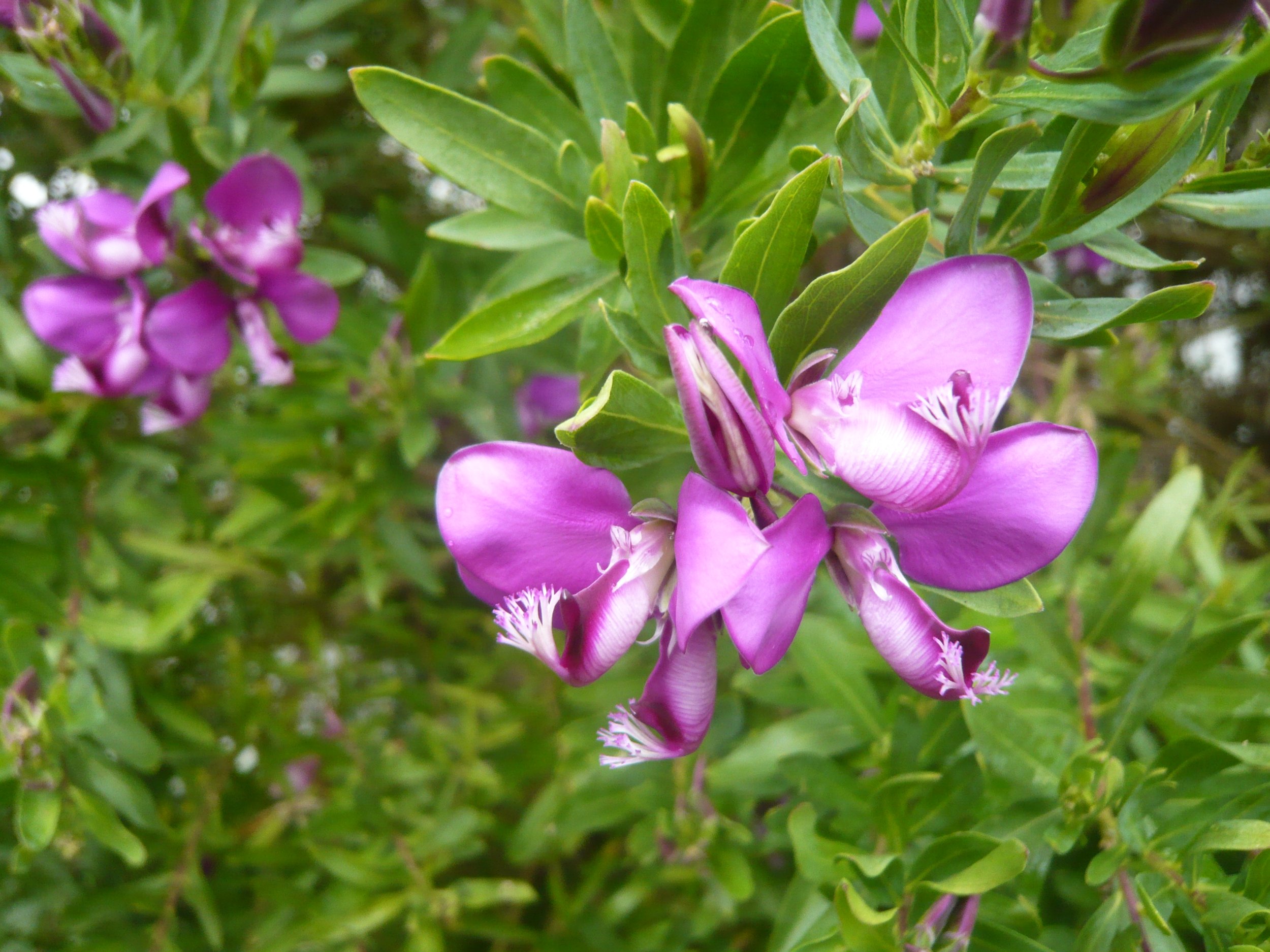 Polygala  OVERCOMING OBSTACLES