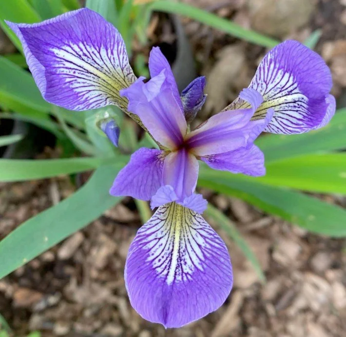 Iris - Purple (Flag)   INNER BEAUTY, DISSOLVE RESENTMENTS