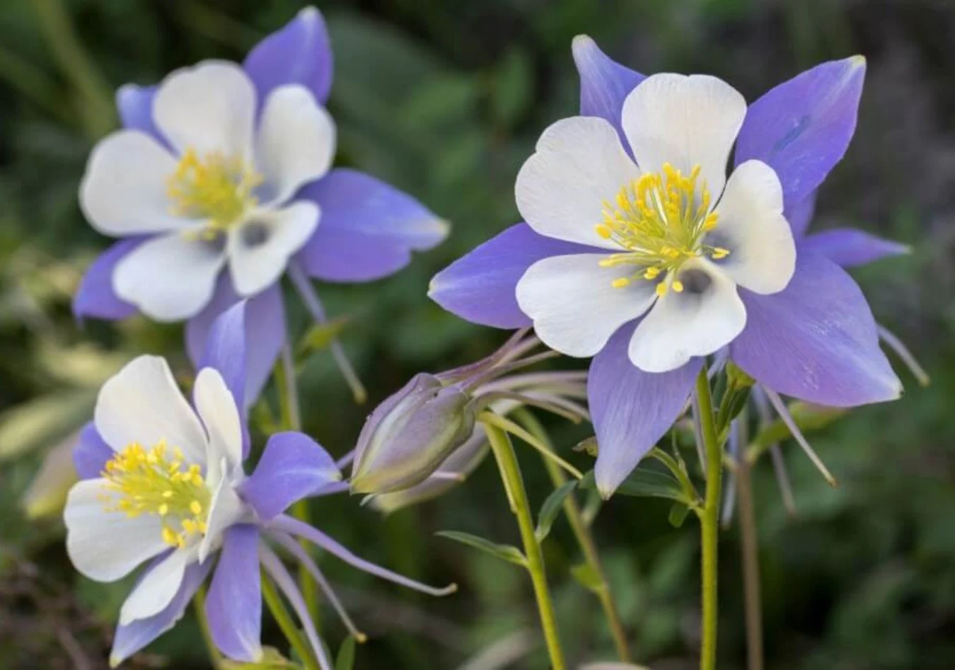 Columbine