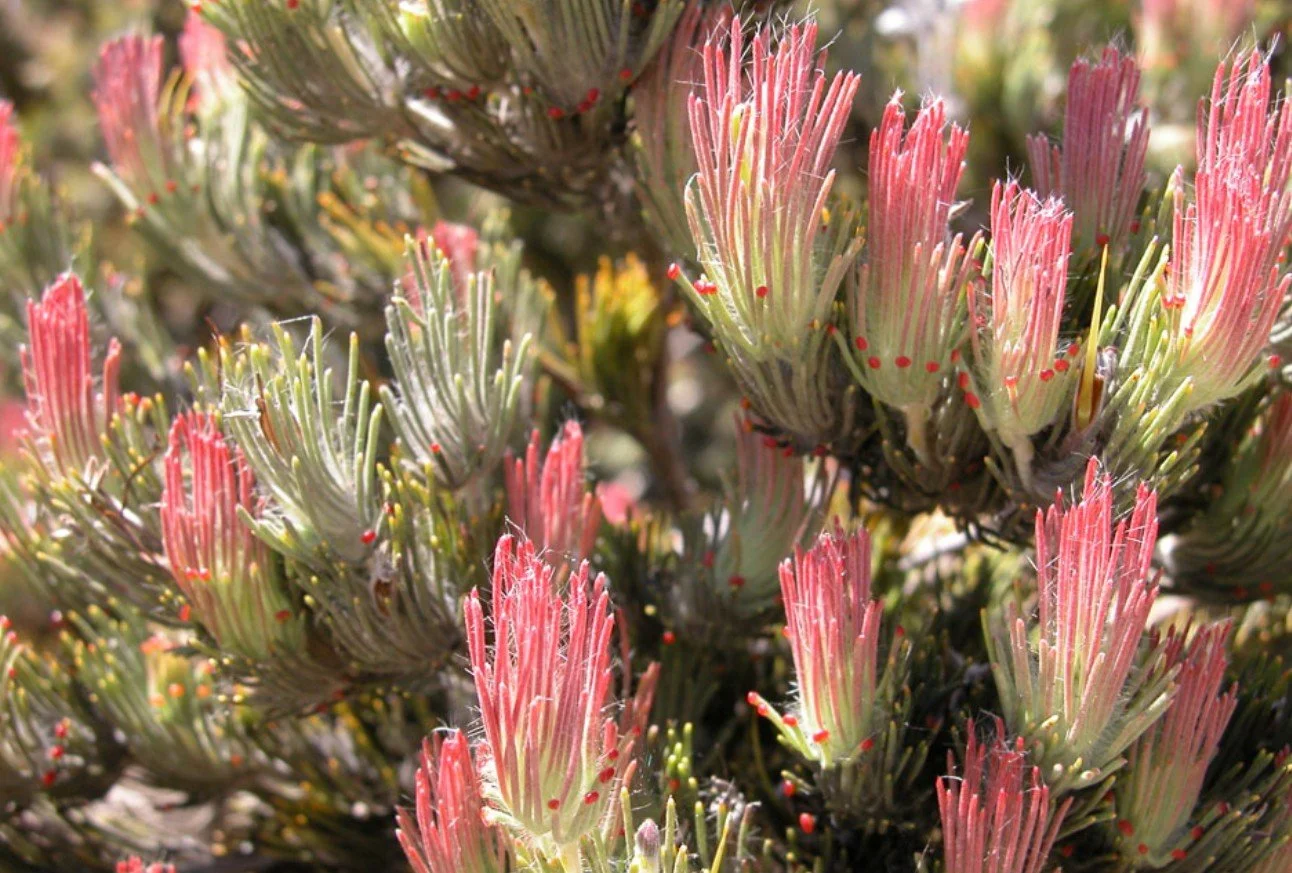 Wooley Bush  CLEARING OUT THE OLD