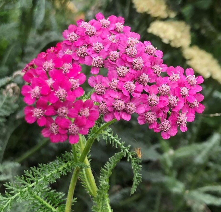 Yarrow (Pink) HEART  PROTECTION