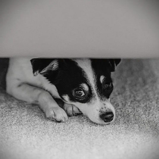 Loud noises  Greater resilience to sounds