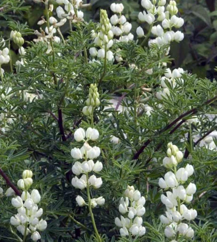 Lupin (white)   PURIFIER, PATH FINDER