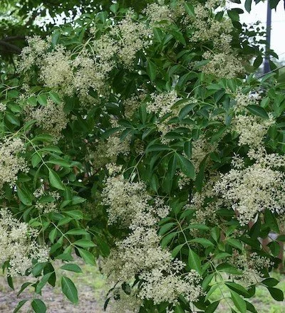 Ash Tree Flower     CLARITY  